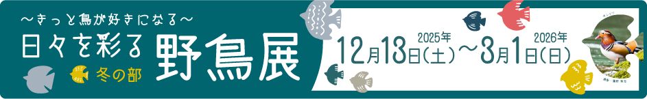 日々を彩る野鳥展